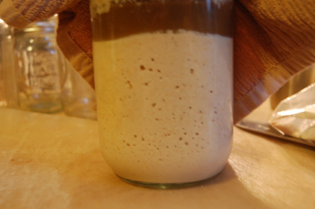 sourdough starter bubbles side